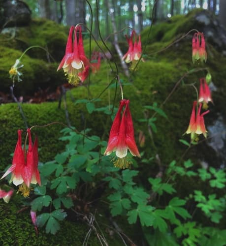 Wild red columbine in bloom