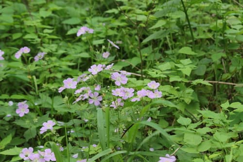 Wild geranium: view 4 of the same plant