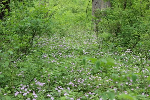 Wild geranium: view 3 of the same plant