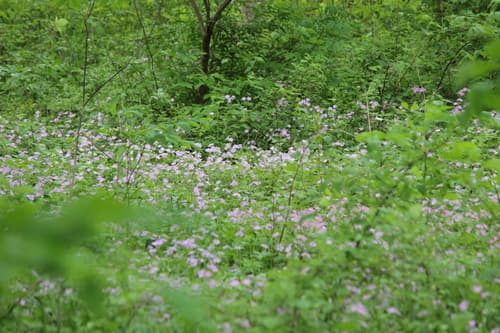 Wild geranium: view 2 of the same plant
