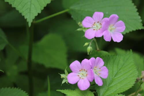 Wild geranium: view 1 of the same plant