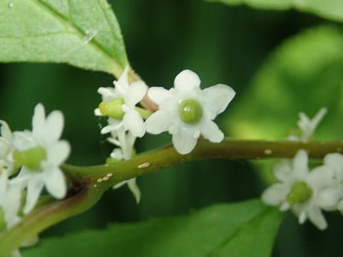Winterberry holly: view 1 of the same plant