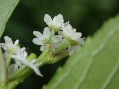 Winterberry holly: view 2 of the same plant