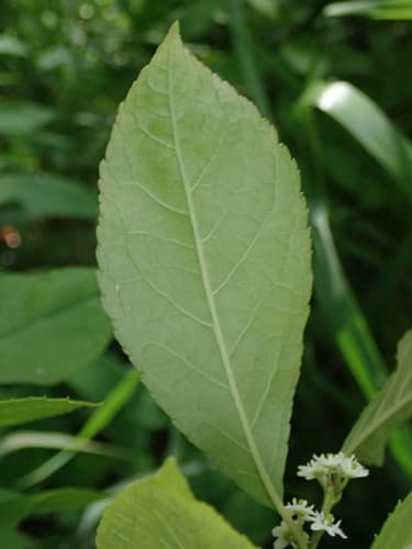 Winterberry holly: view 4 of the same plant