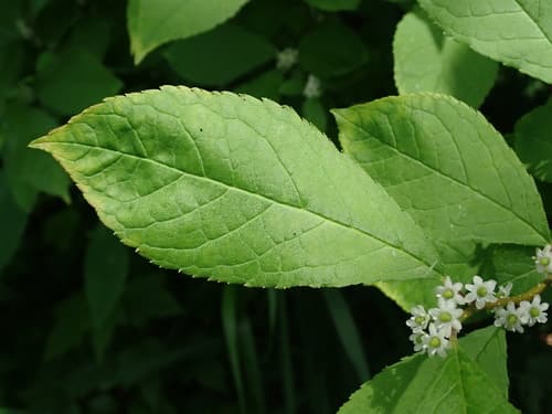 Winterberry holly: view 3 of the same plant