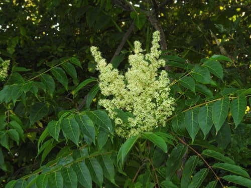 Tree-of-heaven: Flowering