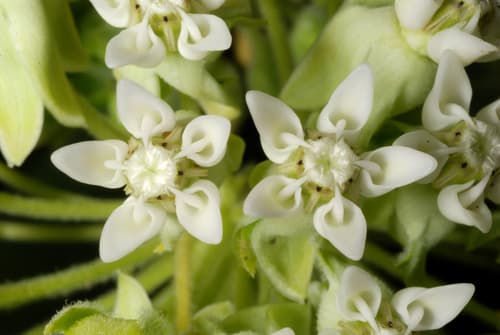 Common milkweed in bloom