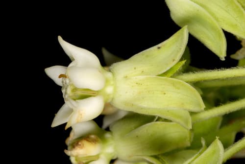 Common milkweed: view 2 of the same plant