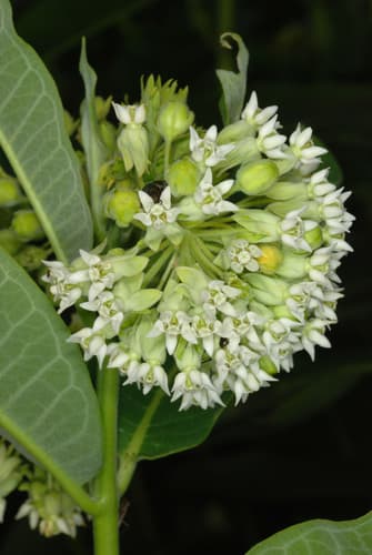 Common milkweed: view 3 of the same plant