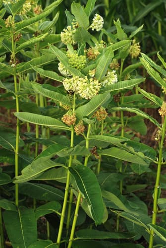 Common milkweed: view 4 of the same plant