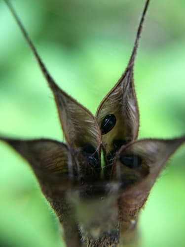 Wild red columbine seed heads or pods