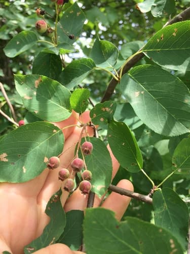 Serviceberry (shadbush) seed heads or pods