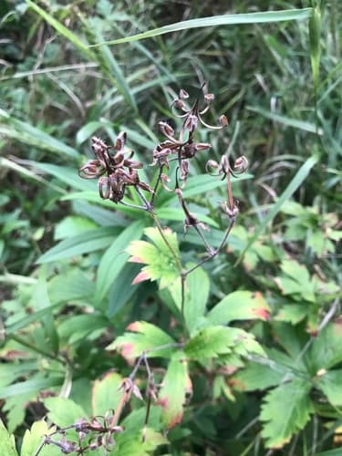Wild geranium seed heads or pods
