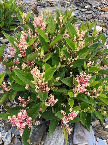 Japanese knotweed