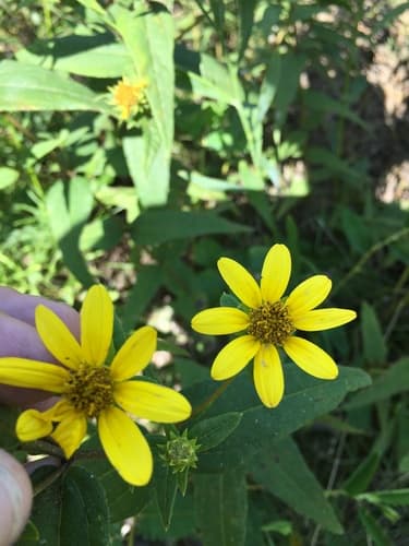 Woodland sunflower seed heads or pods
