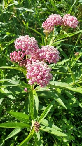 Swamp milkweed: view 1 of the same plant
