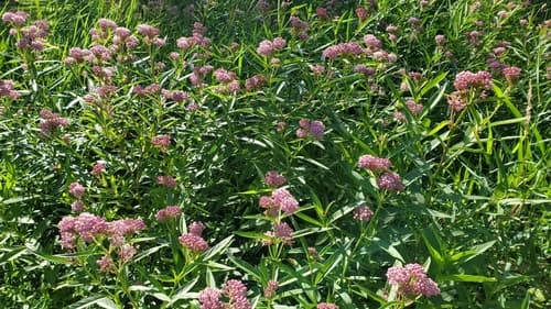 Swamp milkweed: view 2 of the same plant