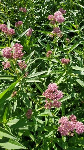 Swamp milkweed: view 3 of the same plant