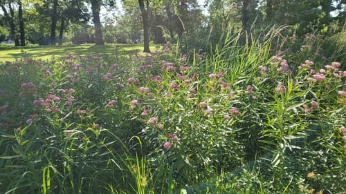 Swamp milkweed: view 4 of the same plant