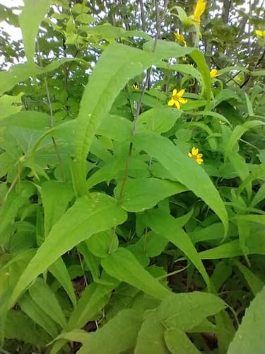 Woodland sunflower in bloom