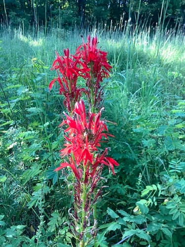 Cardinal flower in bloom