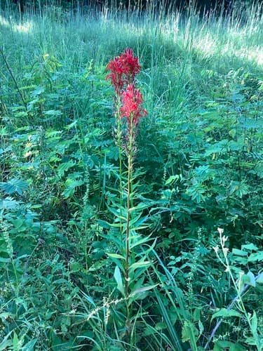 Cardinal flower: view 4 of the same plant