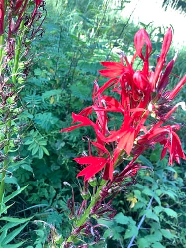 Cardinal flower: view 2 of the same plant