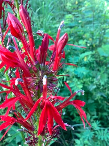 Cardinal flower: view 3 of the same plant