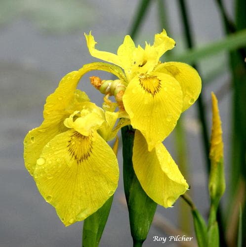 Yellow flag iris