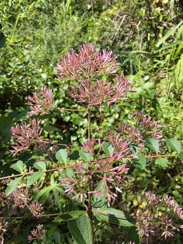 Joe Pye weed: view 1 of the same plant