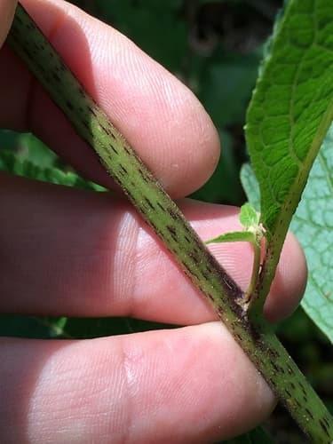 Joe Pye weed: view 4 of the same plant