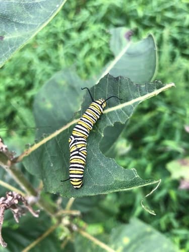 Monarch Caterpillars