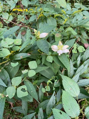 White turtlehead in bloom
