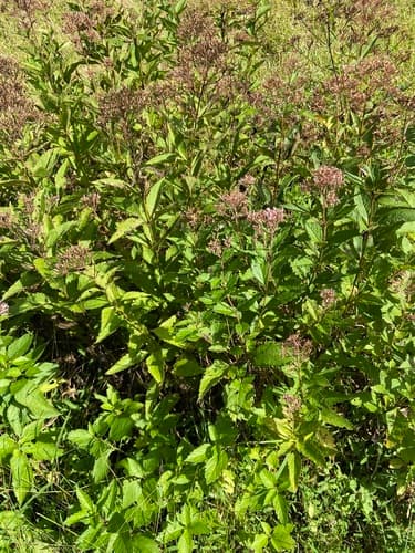 Joe Pye weed seed heads or pods