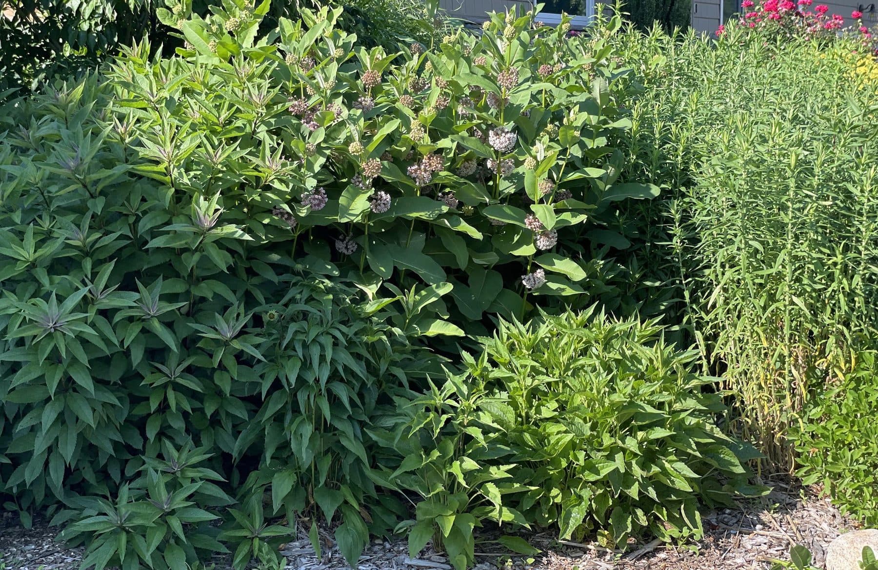 A dense native pollinator garden in midsummer