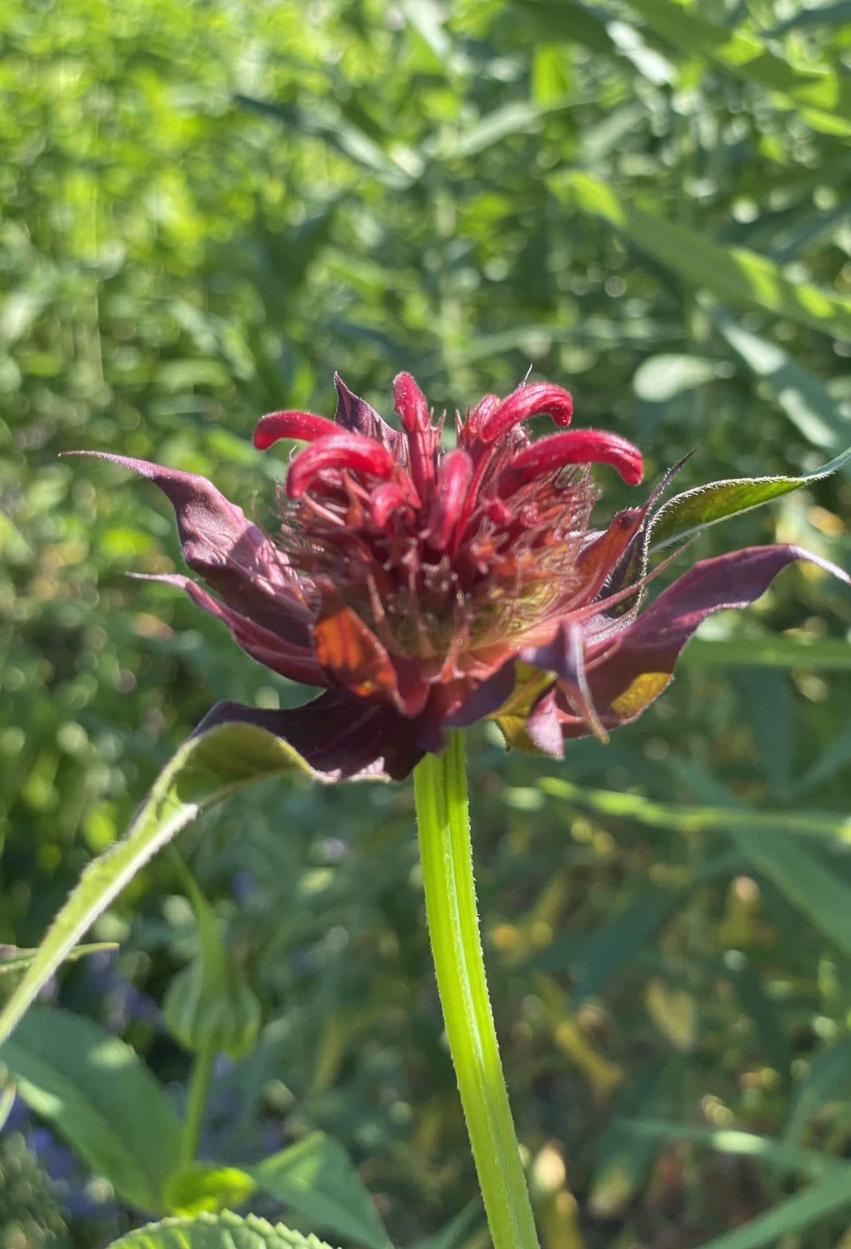 A deep red bee balm flower in a summer garden
