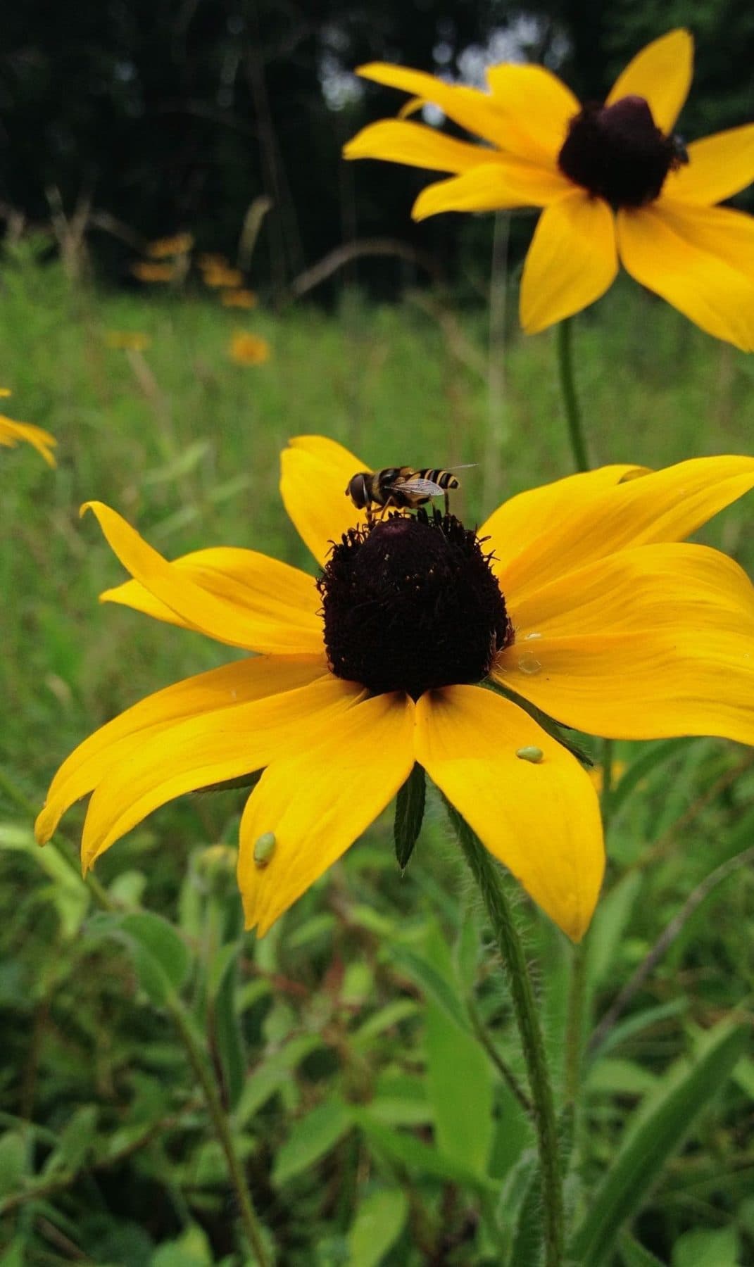 Black-eyed Susan, whose dark cones hold hundreds of seeds by October