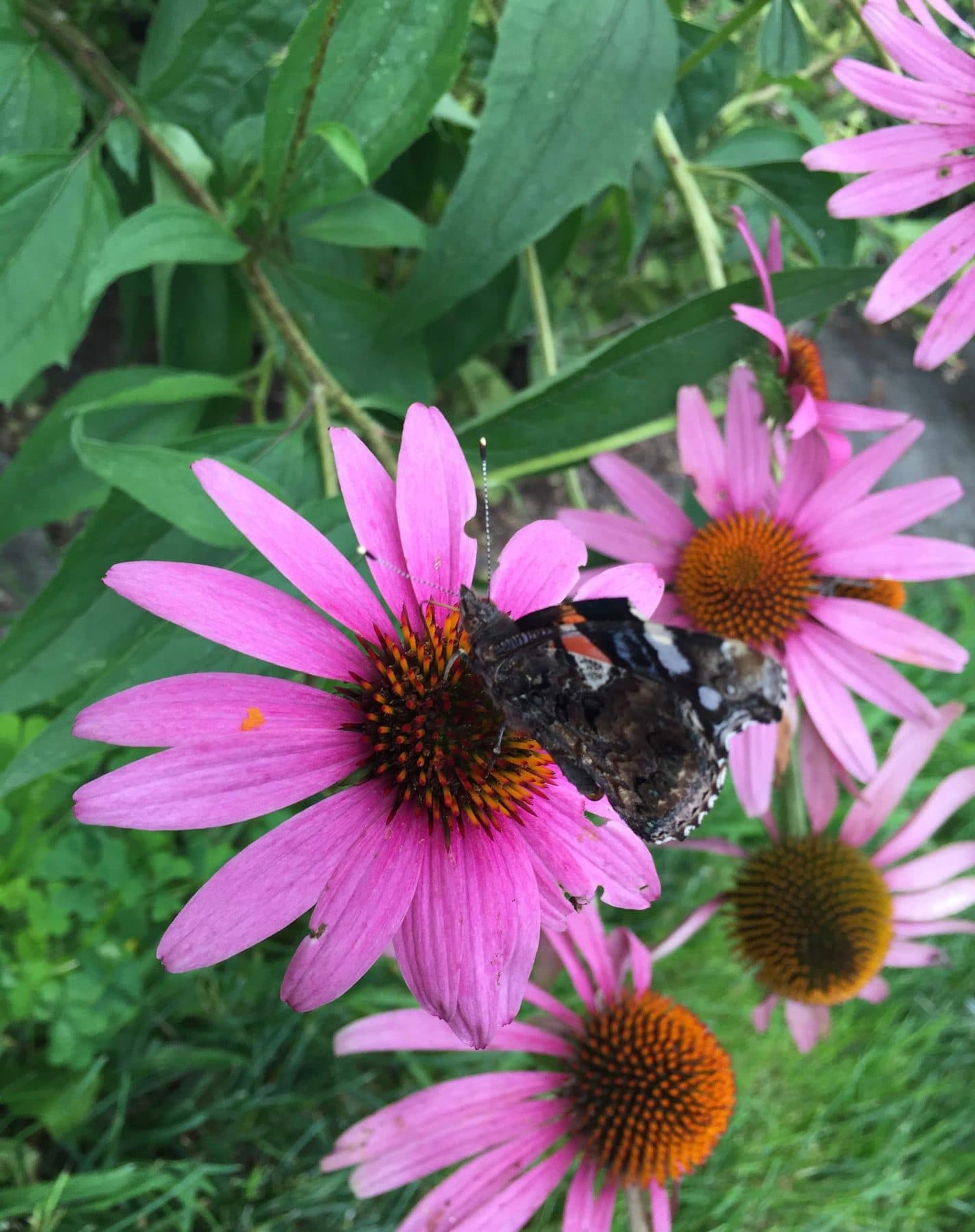 A red admiral butterfly feeding on a purple coneflower