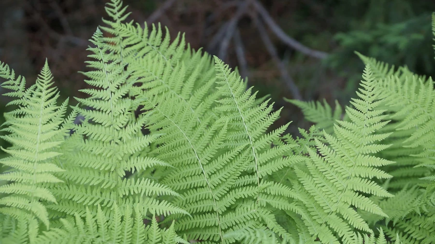 Bright green fern fronds