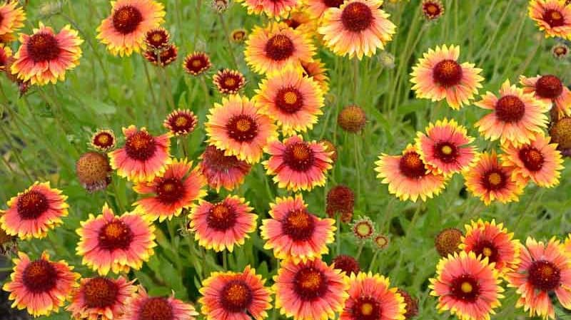 Red and yellow daisy-like blanket flowers