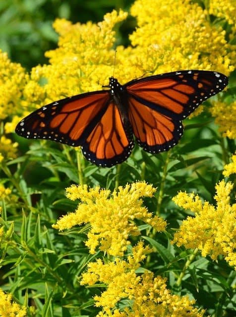 A monarch butterfly resting on bright yellow goldenrod flowers
