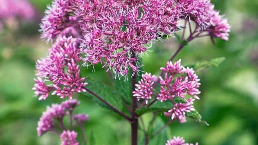 Dusty pink dome-shaped flower clusters of Joe Pye weed