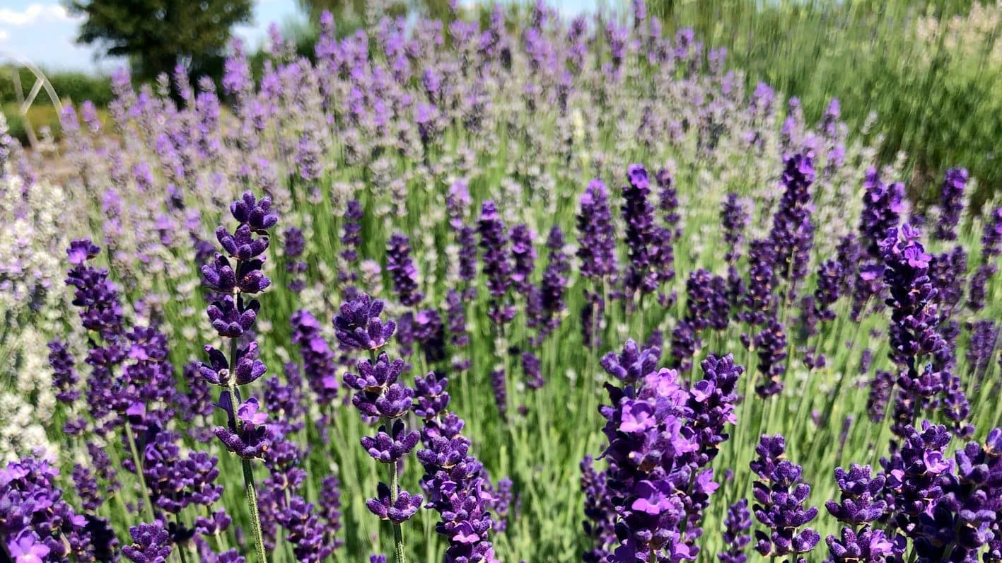 Rows of purple lavender in bloom