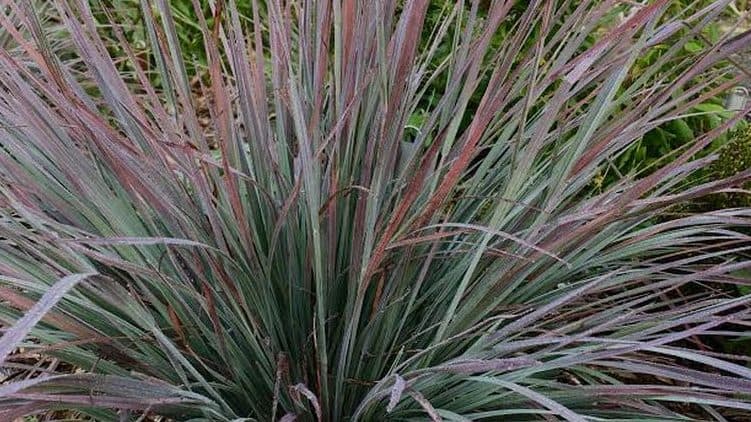 Blue-green blades of little bluestem grass with reddish tips