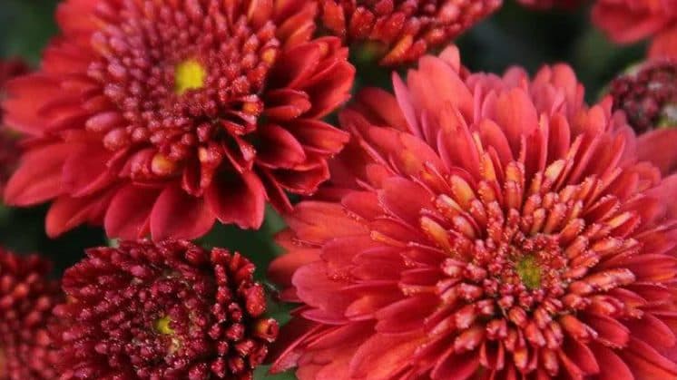 Deep red chrysanthemum flowers