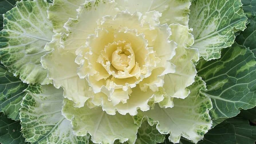 A white and green ornamental cabbage with ruffled leaves