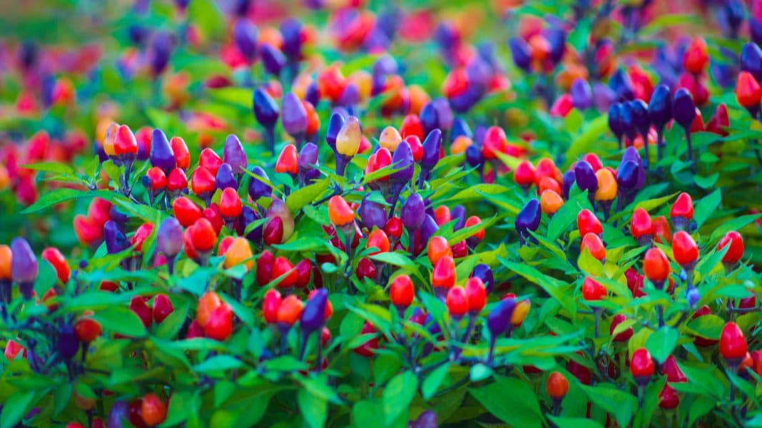 Tiny purple, red, and orange ornamental peppers