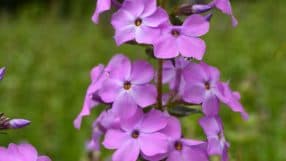 Pink five-petaled phlox flowers