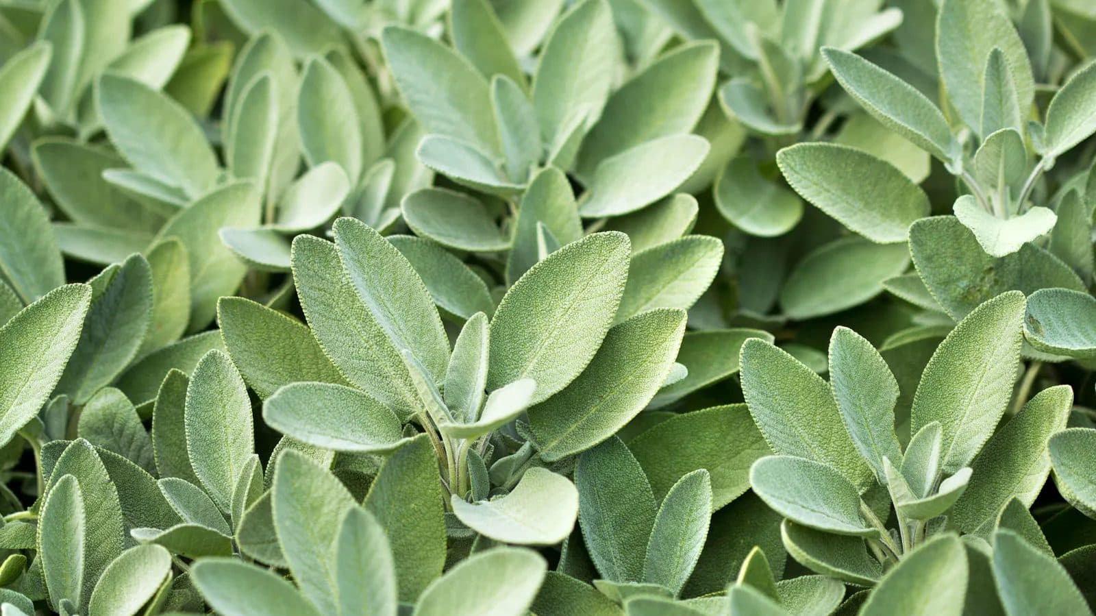 Soft gray-green fuzzy sage leaves