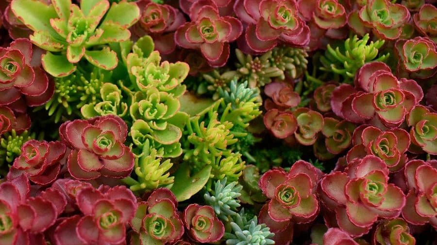 Red and green succulent rosettes of sedum